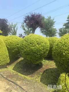 冠幅100厘米亮晶女贞球