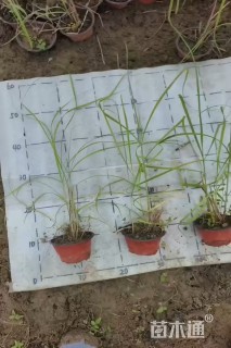 高度40厘米大布尼狼尾草