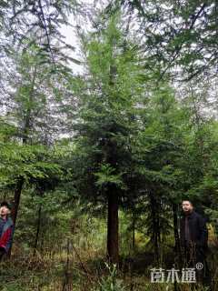 15公分北美红杉