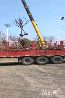 10公分碧桃