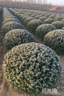 冠幅80厘米卫矛球