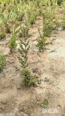 高度30厘米铺地柏