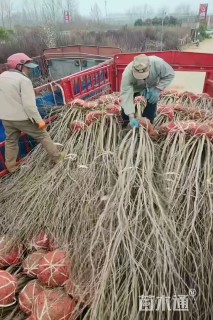 高度300厘米石榴