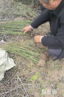 高度50厘米木贼