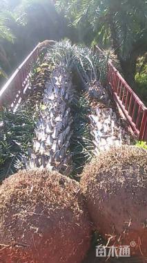 裸干高300厘米银海枣