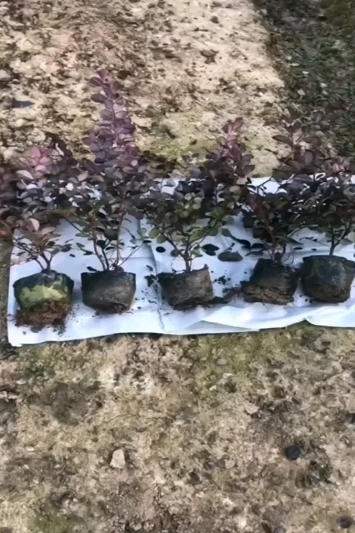 高度20厘米红花继木小苗