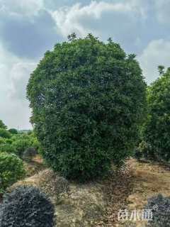 20公分本石楠