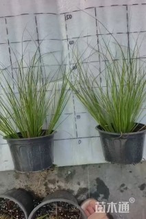 高度30厘米凤凰绿苔草