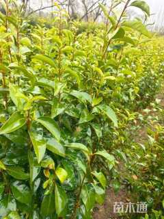高度50厘米大叶女贞小苗