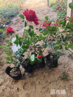 高度20厘米月季