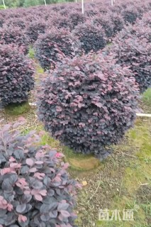冠幅120厘米红花继木球