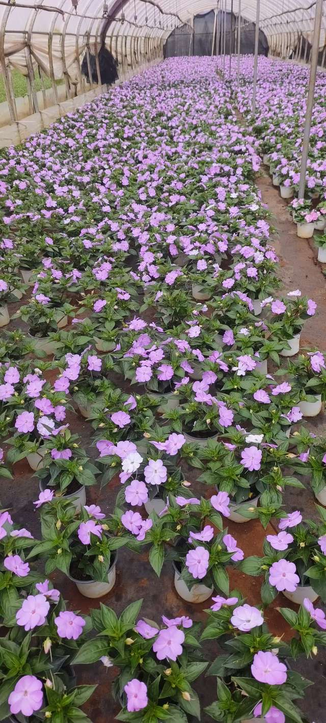 高度15厘米凤仙花