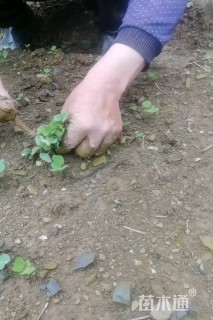 0.1公分马褂木