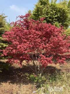 高度350厘米丛生日本红枫