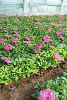 高度20厘米矮牵牛