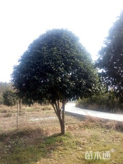 17公分桂花