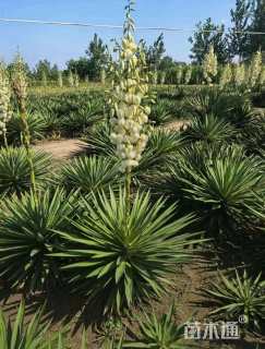 高度100厘米凤尾兰