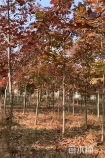 8公分北美红栎