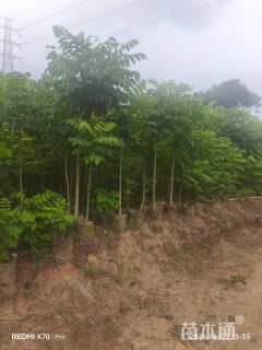 2公分火焰木