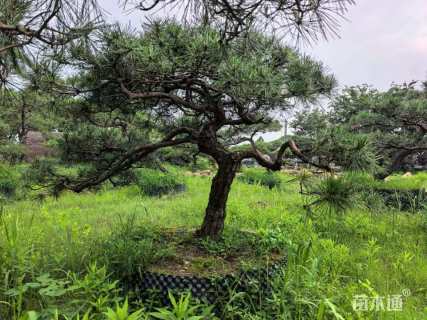高度200厘米黑松