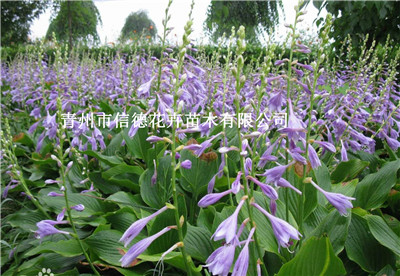 高度20厘米紫花玉簪