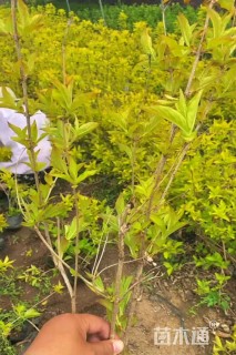 高度50厘米锦带