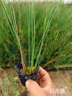 高度60厘米灯心草