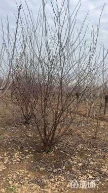 高度119厘米丛生榆叶梅