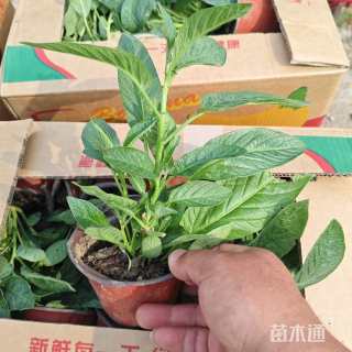 高度18厘米人参果