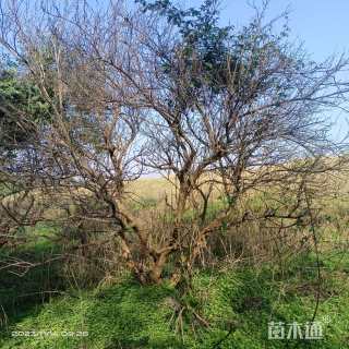 高度350厘米石榴