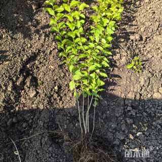 冠幅50厘米金叶女贞球