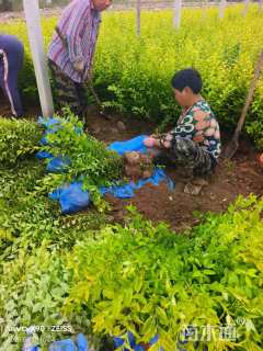 高度40厘米金叶女贞