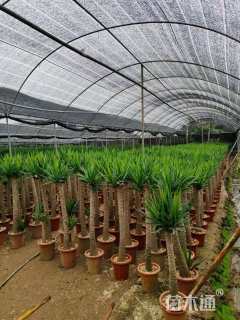 裸干高100厘米荷兰铁