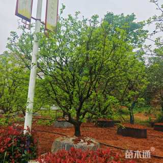 15公分香橼