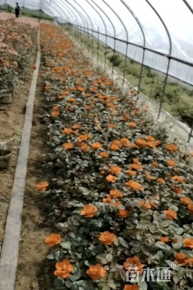 高度30厘米月季