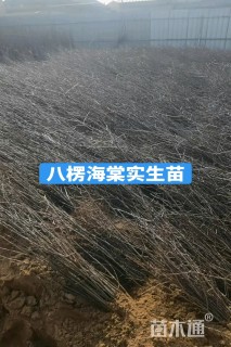 高度40厘米海棠小苗