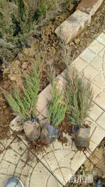 高度40厘米沙地柏