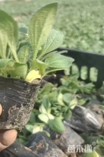 高度12厘米黑心菊