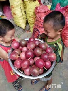 主蔓长0.3厘米西番莲