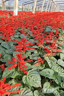 高度30厘米一串红