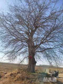 100公分朴树
