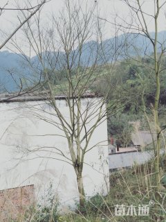 30公分朴树