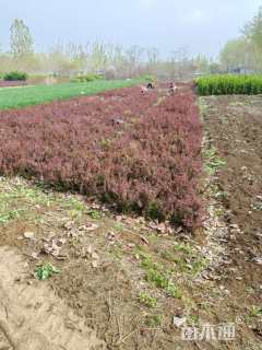 高度30厘米红叶小檗