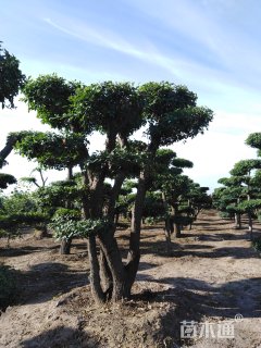 300厘米造型金叶榆