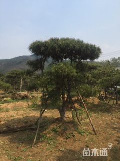 15公分造型油松