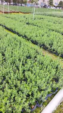 高度20厘米红花玉芙蓉