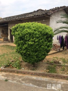 冠幅180厘米雀舌黄杨球