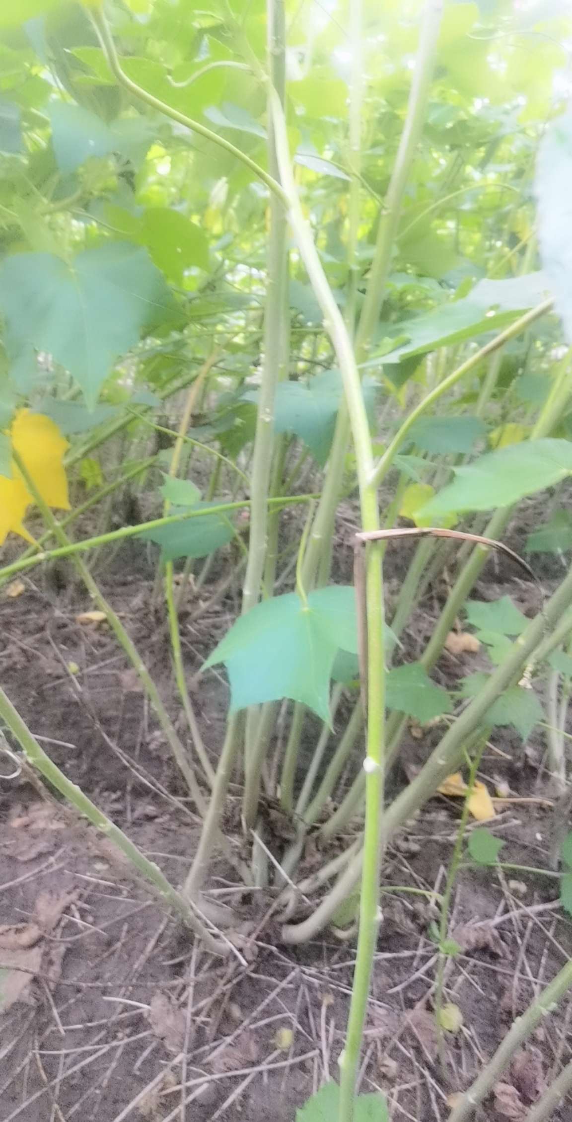 高度180厘米木芙蓉