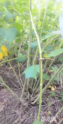高度180厘米木芙蓉