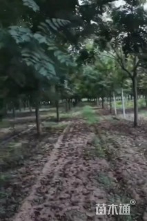 12公分栾树